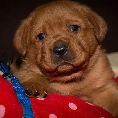 Artikelbilder: 159-flash-13102012_403_x_403.jpg