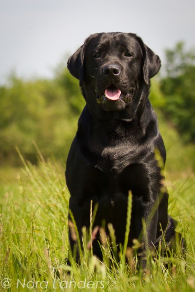 Artikelbilder: 500d01_5841-2_400_x_600.jpg Artikelbilder: 500d01_5841-2_400_x_600.jpg