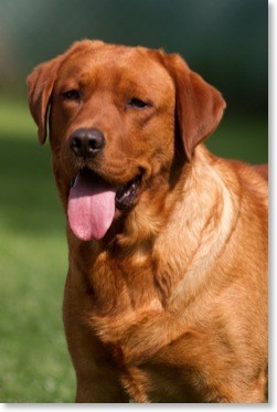 Artikelbilder: dean2-kopf_251_x_373.jpg Artikelbilder: dean2-kopf_251_x_373.jpg