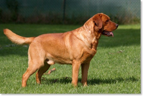 Artikelbilder: dean3-stehend_480_x_323.jpg Artikelbilder: dean3-stehend_480_x_323.jpg