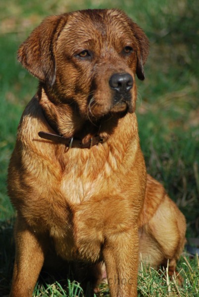 Artikelbilder: dsc_6649_402_x_600.jpg Artikelbilder: dsc_6649_402_x_600.jpg