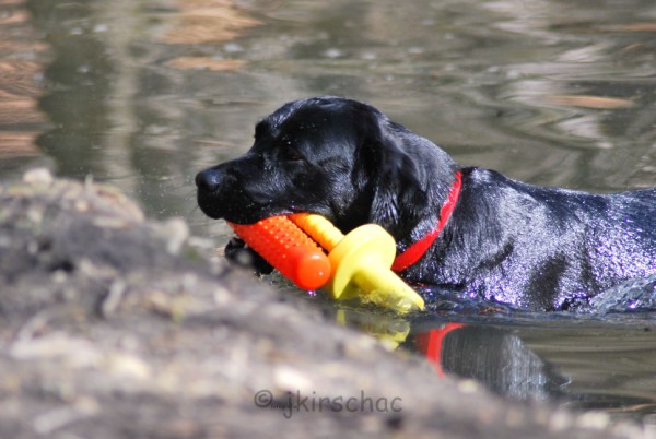 Artikelbilder: dsc_6665_600_x_402.jpg Artikelbilder: dsc_6665_600_x_402.jpg