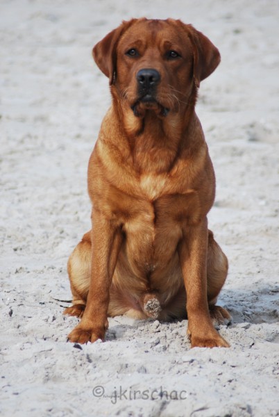 Artikelbilder: dsc_6731_402_x_600.jpg Artikelbilder: dsc_6731_402_x_600.jpg