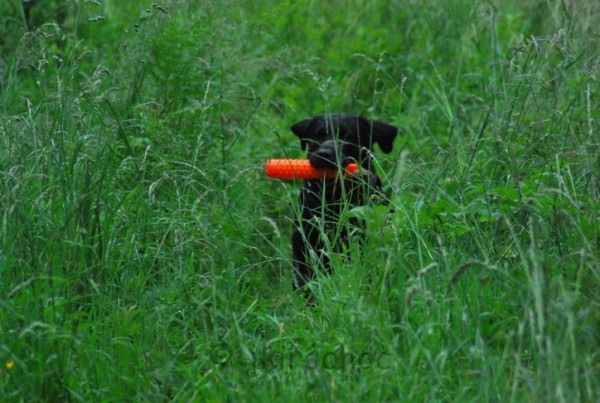 Artikelbilder: dsc_7070_600_x_403.jpg Artikelbilder: dsc_7070_600_x_403.jpg