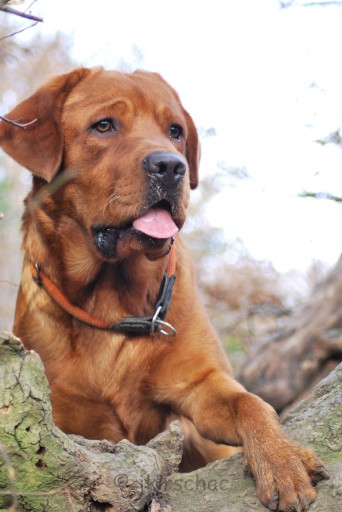 Artikelbilder: flash-hexenwald_342_x_512.jpg Artikelbilder: flash-hexenwald_342_x_512.jpg