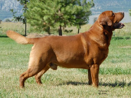 Artikelbilder: kelleygreenscrimsontide2-stehend_437_x_326.jpg Artikelbilder: kelleygreenscrimsontide2-stehend_437_x_326.jpg