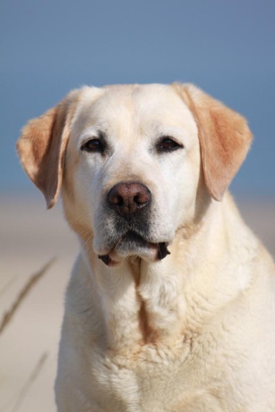 Artikelbilder: kimba-kopf_400_x_600.jpg Artikelbilder: kimba-kopf_400_x_600.jpg