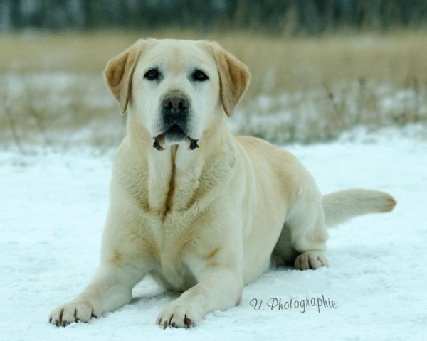 Artikelbilder: kimba-liegend_600_x_480.jpg Artikelbilder: kimba-liegend_600_x_480.jpg