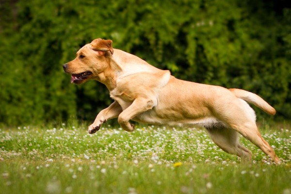 Artikelbilder: megan-springend600_x_400.jpg Artikelbilder: megan-springend600_x_400.jpg