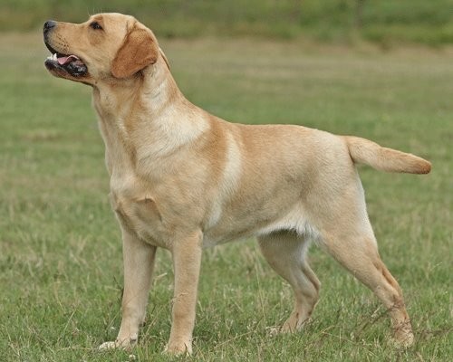 Artikelbilder: megan-stehend500_x_400.jpg Artikelbilder: megan-stehend500_x_400.jpg