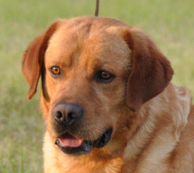 Artikelbilder: penaras_blackfork_amazin_cajun_tate-kopf_382_x_340.jpg Artikelbilder: penaras_blackfork_amazin_cajun_tate-kopf_382_x_340.jpg