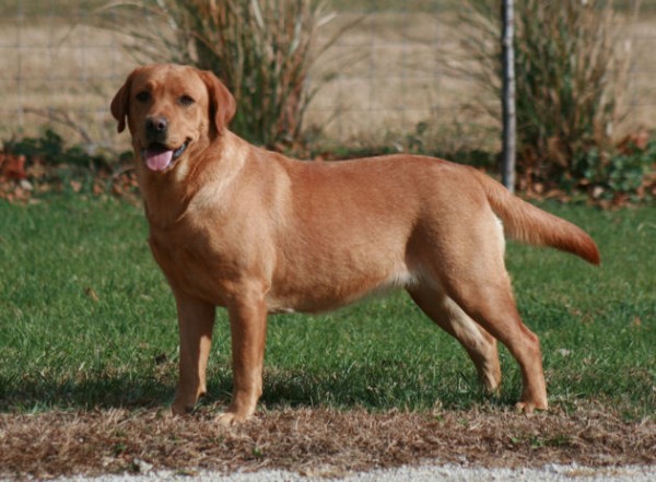 Artikelbilder: penaras_little_red_button-stehend_600_x_441.jpg Artikelbilder: penaras_little_red_button-stehend_600_x_441.jpg