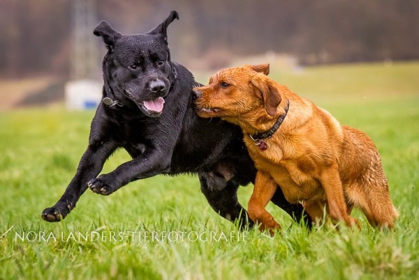 Artikelbilder: rhein14-bandit-flash_600_x_402_600_x_402.jpg Artikelbilder: rhein14-bandit-flash_600_x_402_600_x_402.jpg