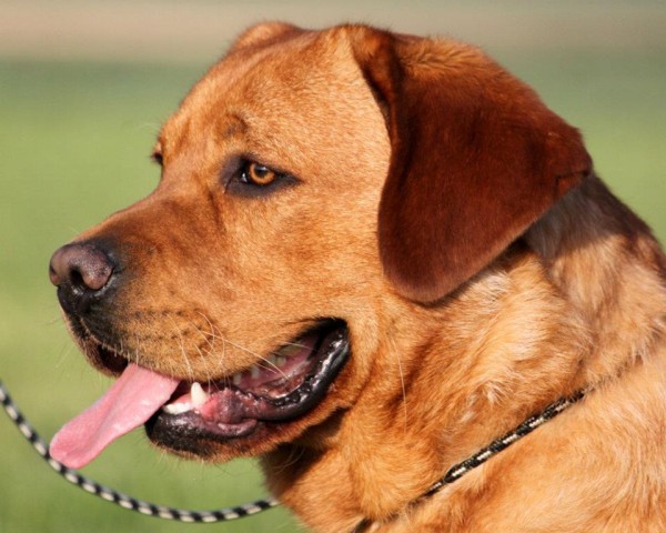 Artikelbilder: turner-kopf600_x_480.jpg Artikelbilder: turner-kopf600_x_480.jpg