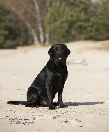 Artikelbilder: upk_6646-2b_375_x_453.jpg Artikelbilder: upk_6646-2b_375_x_453.jpg