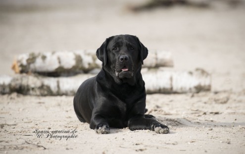 Artikelbilder: upk_6894-2b_495_x_311.jpg Artikelbilder: upk_6894-2b_495_x_311.jpg