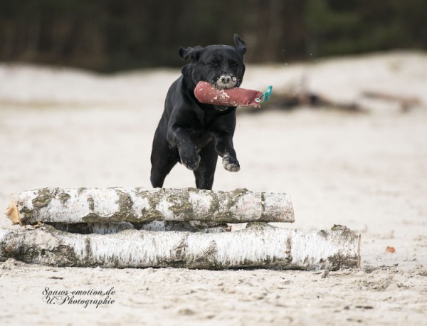 Artikelbilder: upk_6897-2b_600_x_458.jpg Artikelbilder: upk_6897-2b_600_x_458.jpg