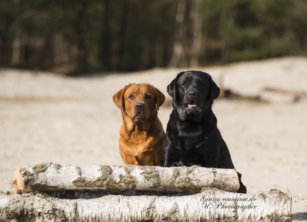 Artikelbilder: upk_6936-2fb_600_x_433.jpg Artikelbilder: upk_6936-2fb_600_x_433.jpg