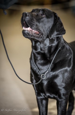 Hauptbilder: ausstellung5-hamm-bandit_314_x_480.jpg Hauptbilder: ausstellung5-hamm-bandit_314_x_480.jpg